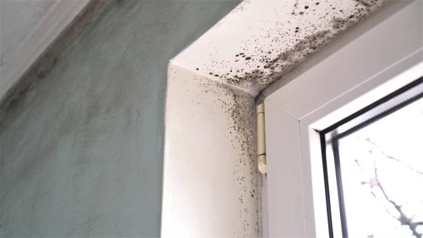 Trusted East Lake, FL Mold Removal Experts