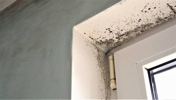 Best HVAC Mold Inspection and Cleaning  in East Lake, FL