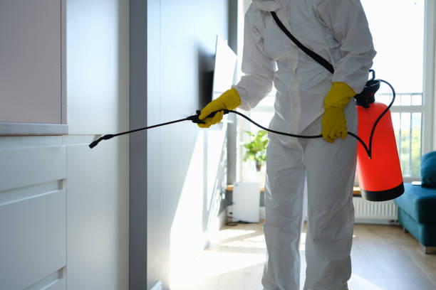 Best Attic Mold Removal  in East Lake, FL