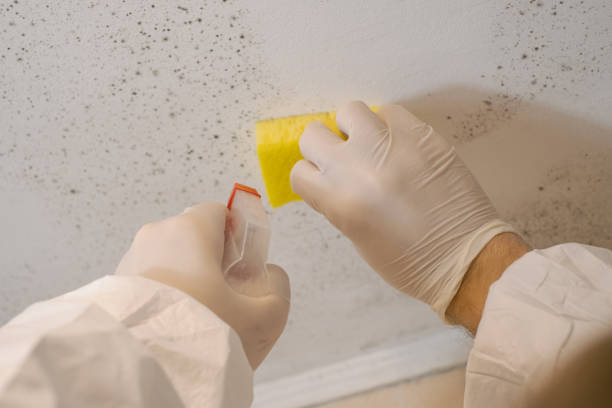 Best Industrial Mold Remediation  in East Lake, FL
