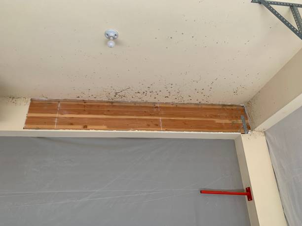 Best Mold Remediation for Healthcare Facilities  in East Lake, FL