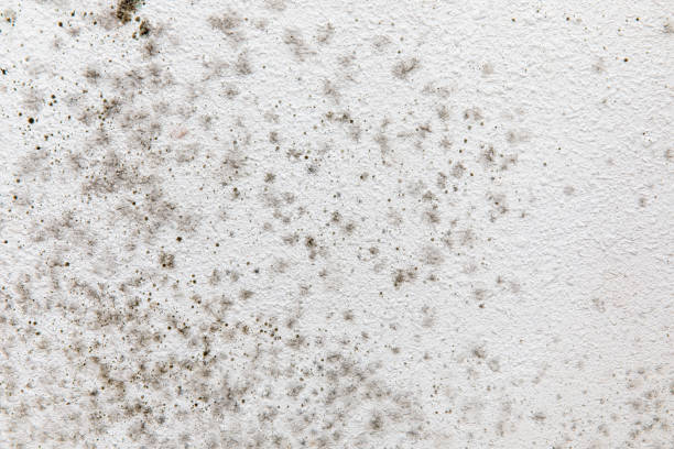 Best Mold Removal for HVAC Installations  in East Lake, FL