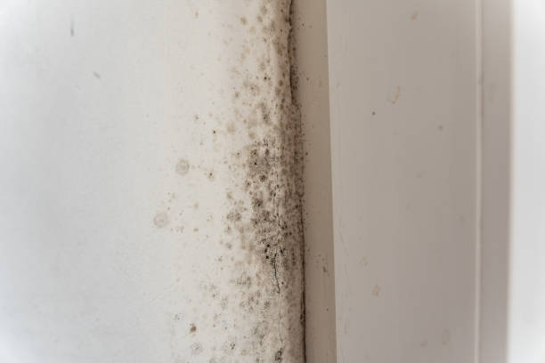 Trusted East Lake, FL Mold Removal Experts